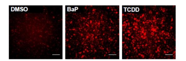 AHR을 증가시키는 BaP, TCDD 약물 처리를 하자 세포의 형광발현이 증가됨을 확인 할 수 있다. 출처: 안전성평가연구소
