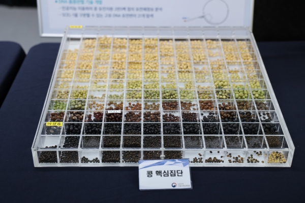 콩 유전체 분석을 통해 선발된 한국 고유의 콩 핵심집단 816점의 일부. 출처: KIST