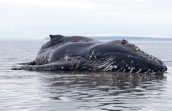 배 속 가스가 부력을 만들어 떠오르는 고래. 출처: AdobeStock