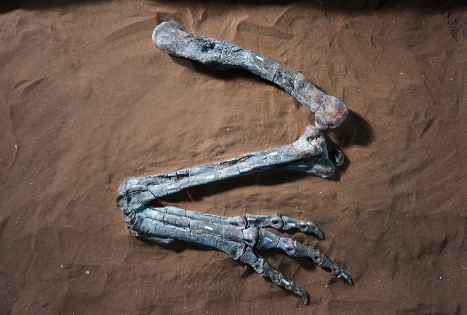 딜로포사우루스(Dilophosaurus wetherilli) 오른쪽 뒷다리로 나바호인근에서 수집됐다. 출처: Matthew Brown, UT Austin Jackson School of Geosciences.