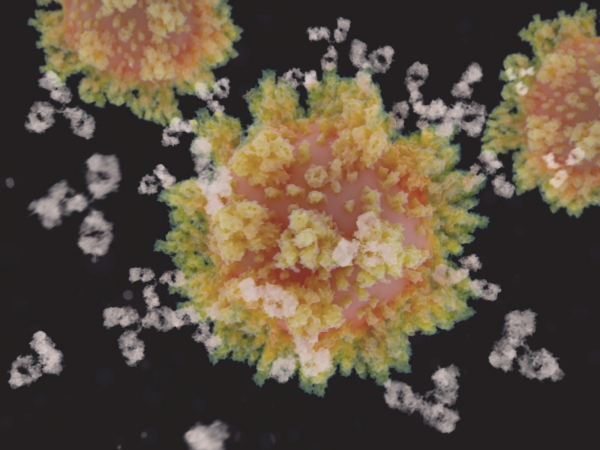 코로나바이러스 감염에 반응하는 항체 그림. 출처: GETTY IMAGES, SCIENCE PHOTO LIBRARY
