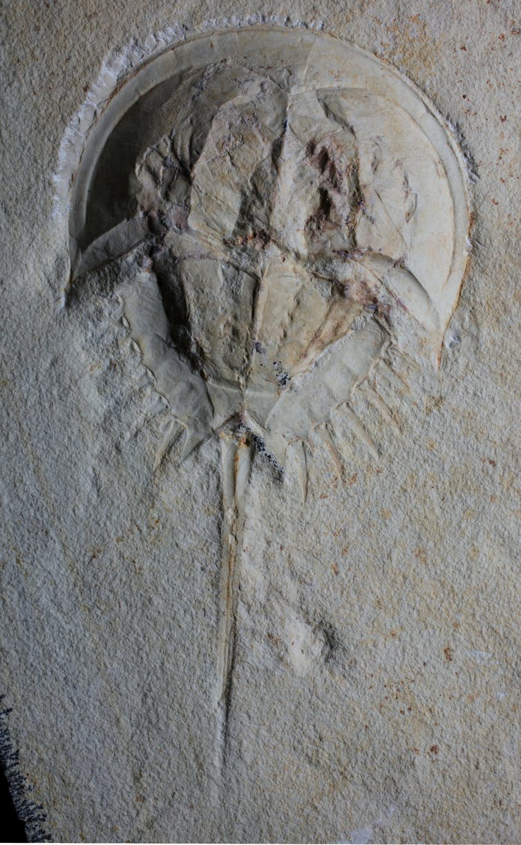 독일의 졸른호펜 석회암(Solnhofen Limestone)에서 발견된 쥐라기 시대의 시대의 화석 ‘Mesolimulus’. 출처: Russell Bicknell/Paläontologisches Museum, München specimen.