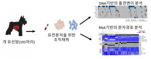 개유선암의 유전분석 과정 개요. 출처:한국연구재단