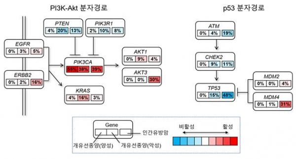 유방암 관련 주요 분자경로 및 유전자의 변화 빈도. 출처: 한국연구재단