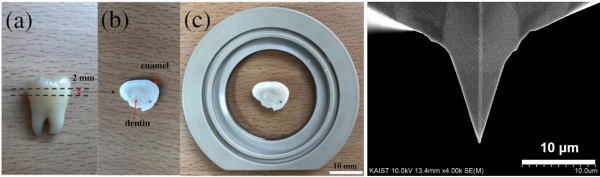 원자간력 현미경 측정을 위한 치아 샘플 준비 과정(왼쪽), 원자간력 현미경 탐침 사진(오른쪽). 출처: KAIST