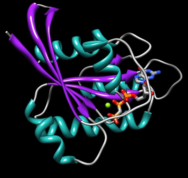 둥글둥글 단백질 3차구조 출처: Wikimedia commons