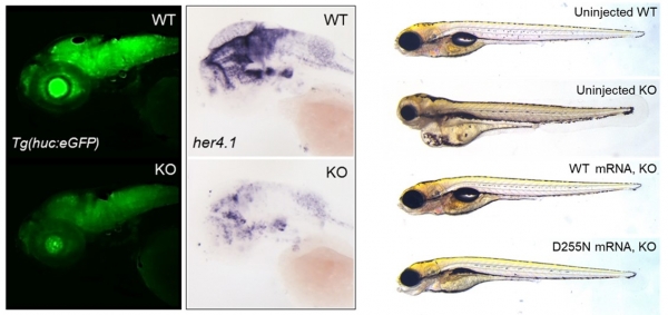 지적장애 원인유전자가 제거한 질환모델동물을 이용한 신경발달 연구. 출처: 한국연구재단