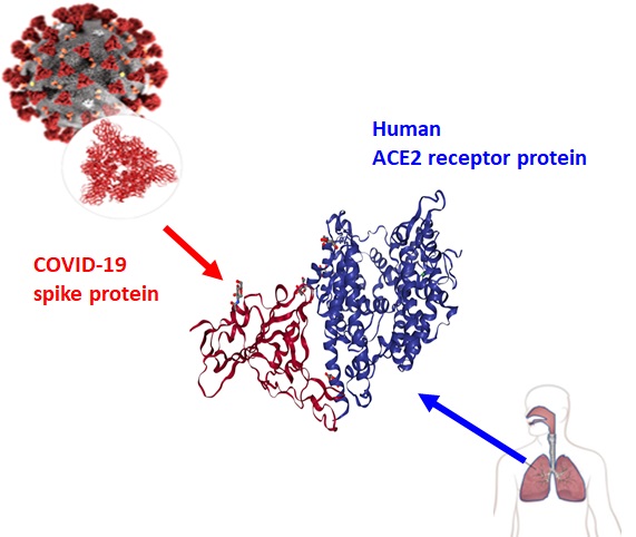 코로나19 바이러스 표면의 스파이크 돌기 RBD 단백질(빨간색)과 인간 세포 표면 hACE2 수용체 단백질(파란색)의 결합 도식도. 출처: DGIST