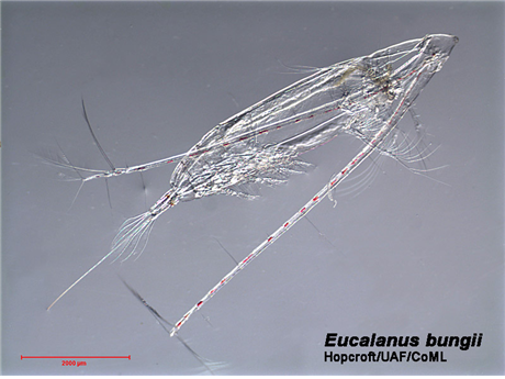 태평양 요각류 Eucalanus bungii. 출처: 극지연구소