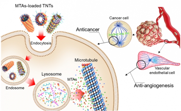 항암제가 탑재된 TNT(튜불린 나노 튜브)의 항암 및 혈관 형성 억제 작용 과정. 출처: KAIST