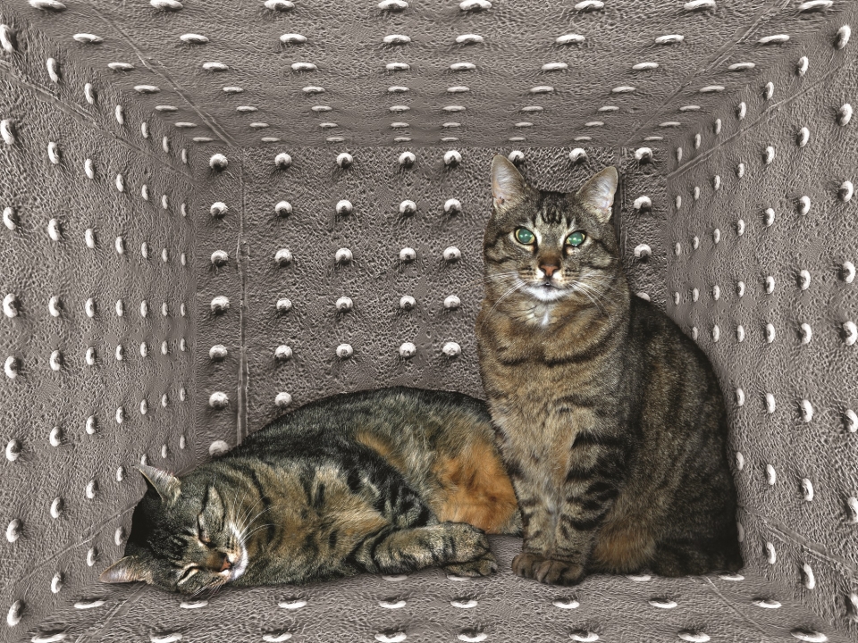 슈뢰딩거의 고양이:누군가 관찰하여 하나의 상태로 '고정'될때까지 살아있음과 동시에 죽어있음.&nbsp;