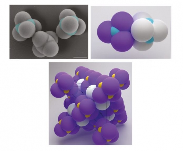 합한 패치 나노입자의 전자현미경 사진(상단 왼쪽 사진)의 파란색으로 표시한 부분에만 선택적으로 DNA를 코팅하여 효소와 같은 결합(상단 오른쪽 그림)을 유도하여 얻어질 수 있는 다이아몬드 결정 구조의 모식도(하단 그림). 출처: 성균관대학교