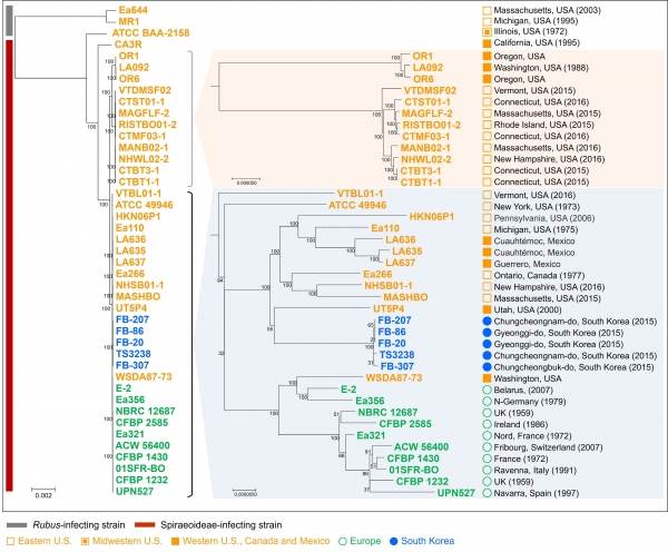 화상병균의 유전체 정보를 이용한 진화계통 분석 결과. 출처: 연세대학교