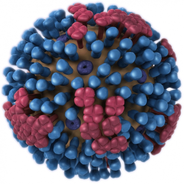 H1N1 바이러스. 출처: CDC