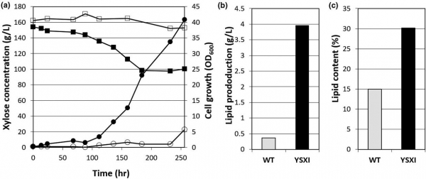 개발된 지질생산 효모균주(YSXI)와 야생종(WT)과의 자일로스 이용 능력 및 지질 생산 능력 비교 평가 결과. 출처: KIST