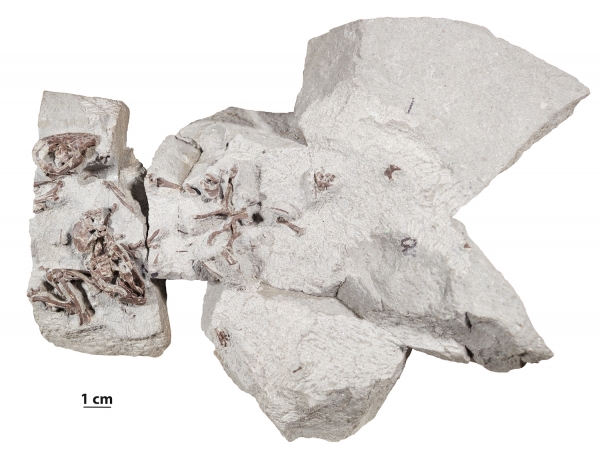 몬테나주 서부의 에그 마운틴에서 발견된 F. primaevus의 두개골과 뼈 화석. 출처: University of Washington