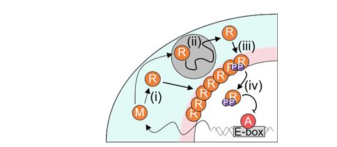 시공간적 확률론적 수리모형을 통해 시뮬레이션 된 시간에 따른 세포 내 PER 단백질의 움직임 (좌)과 PER 단백질의 양 (우). 출처: KAIST