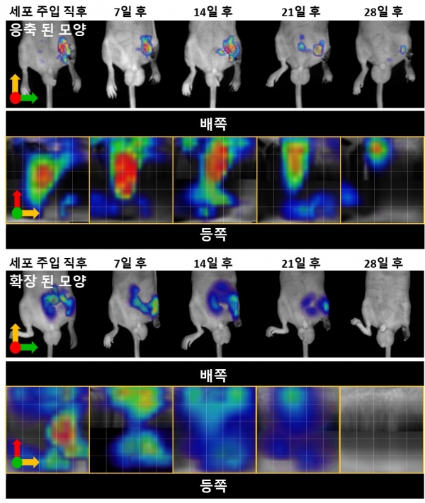 FMT로 관찰한 이식된 혈관내피 전구세포의 시간에 따른 체내 이동 이미지. 출처: KIST
