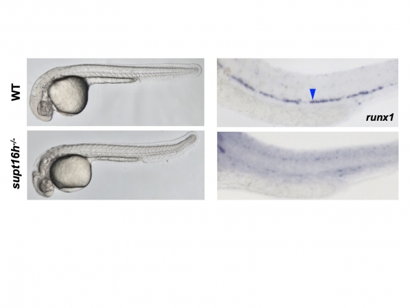 정상 제브라피쉬(WT)와 Supt16h가 결여된 돌연변이(supt16h-/-) 제브라피쉬의 모습 비교 (좌) 와 조혈줄기세포 발생 비교 (우). 출처: IBS