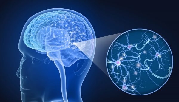 뇌에는 대략 850억 개의 신경세포가 있다고 하네요. 출처: AdobeStock