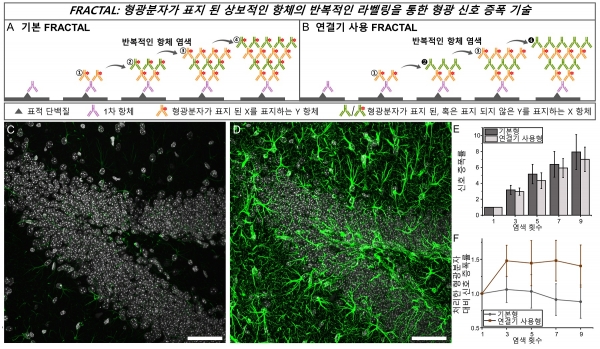 (A) 기본 FRACTAL과 (B) 연결기 사용 FRACTAL 기술의 도식. 기본 FRACTAL을 이용하여 세포 및 쥐 뇌 절편의 형광 신호를 증폭한 결과. (C) 1회 염색한 쥐 뇌 절편의 공초점 현미경 이미지 (녹색: GFAP, 회색: DAPI). (D) 4회 염색한 쥐 뇌 절편의 공초점 현미경 이미지. (E) 염색 횟수 당 신호 증폭률. (F) 염색 횟수 당 처리한 형광 분자 대비 신호 증폭률. 출처: KAIST
