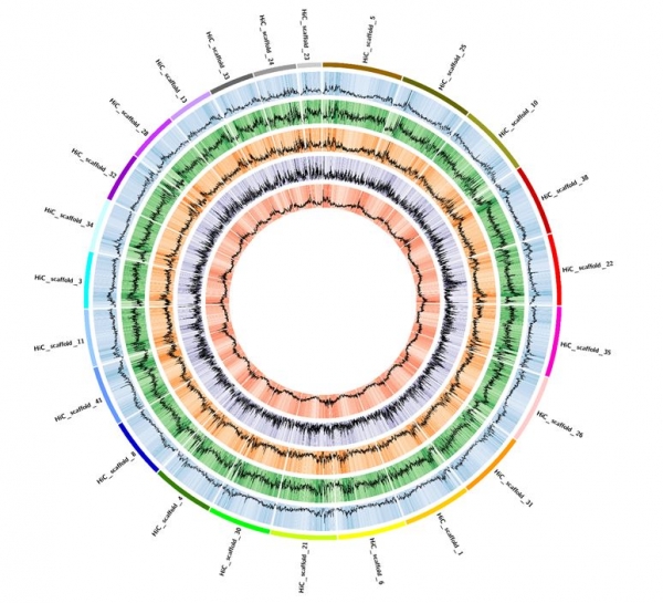 남극이빨고기의 염색체 지도. 24개의 염색체를 가지며, 염색체 내의 유전자 위치와 밀도, 단일 염기 다양성 (Single Nucleotide Polymorphism), 유전자의 삽입과 결손 위치를 표시한다. 출처: 극지연구소