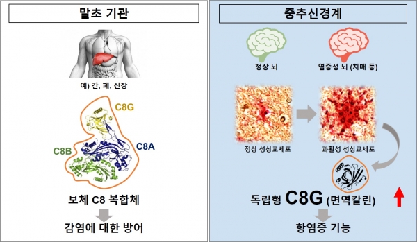 알츠하이머병 뇌에서 C8-감마의 발현 변화 및 기능 규명. 출처: 한국연구재단