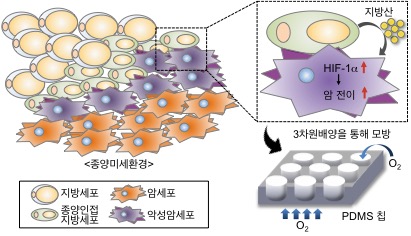 지방산-저산소유도인자 신호전달 체계 개념도 및 3차원 암미세환경 모델. 출처: 한국연구재단