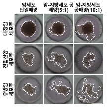 지방세포에 의한 암세포 이동현상. 출처: 한국연구재단