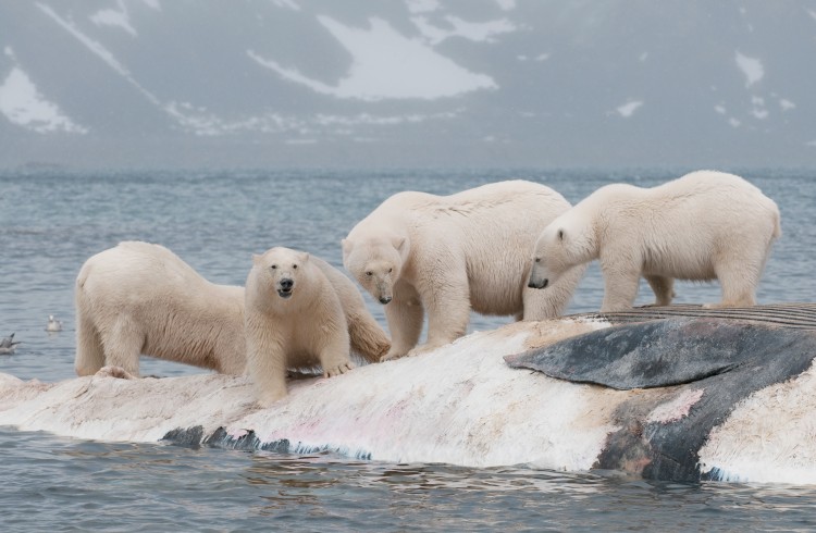 &nbsp;2°C 올라가면, 북극은 어떻게 변할까. 출처:University of Washington/Daniel J. Cox/Arctic Documentary Project
