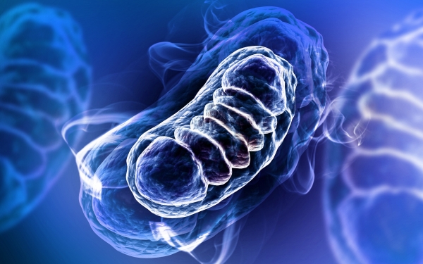 세포 호흡은 미토콘드리아에서 일어난다. 출처: AdobeStock