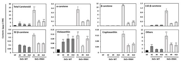 형질전환 고구마 저장뿌리의 카로티노이드 함량분석 결과. 출처: 한국생명공학연구원