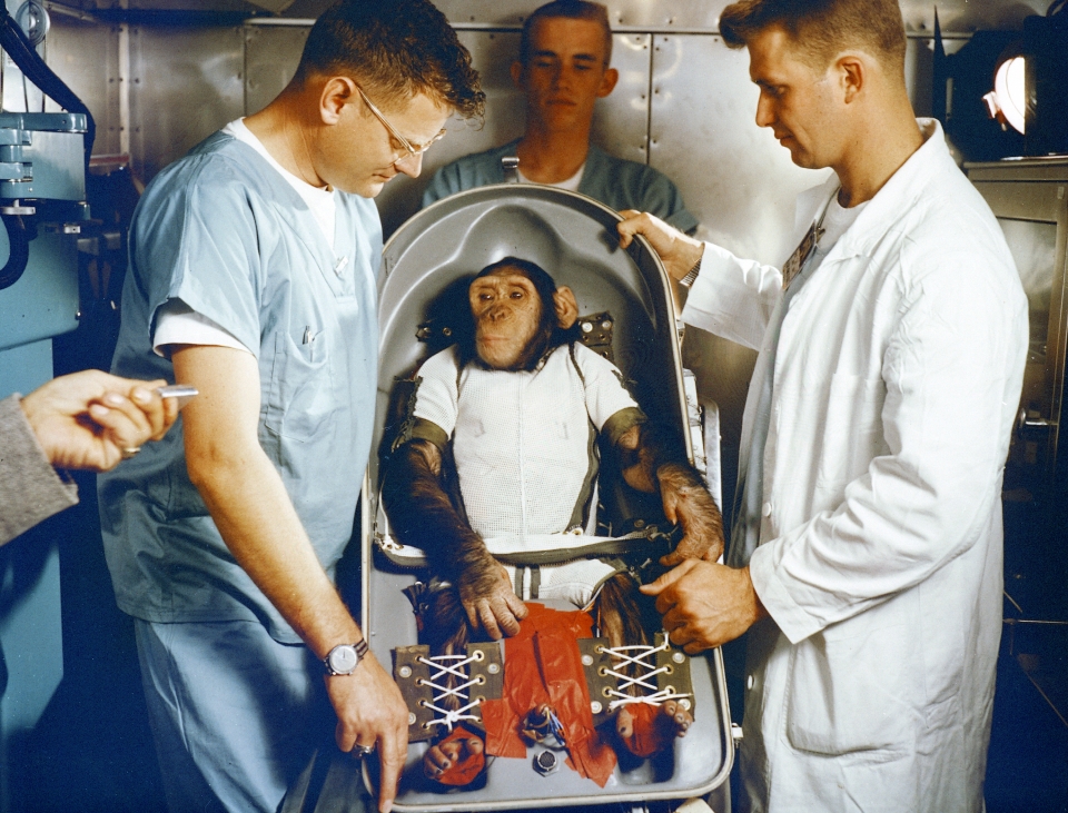 최초로 우주여행한 침팬지, 햄. 출처: Wikimedia Commons