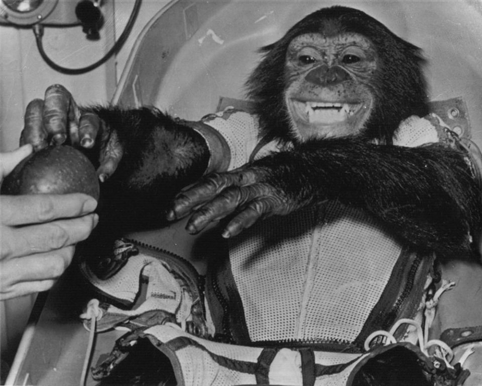 1961년 우주비행을 끝낸 후 겁에 질려있던 햄이 사과를 향해 손을 뻗고 있다. 출처: National Archives