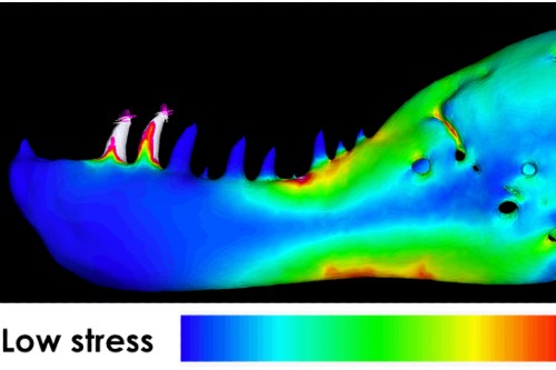 성인 티라노사우르스 턱에 대한 분석. 다양한 악력의 범위를 보여준다. 파란색과 녹색은 가장 낮은 힘을 보여준다. 반면 빨간색과 흰색은 강한 힘을 표현한다. 출처:University of Bristol/Andre Rowe