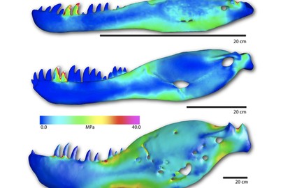 티라노사우르스 발육 상태에 따른 턱 형태와 악력 강도 차이를 보여준다. 단위는 메가 파스칼(Mpa)이다. 출처:University of Bristol/Andre Rowe