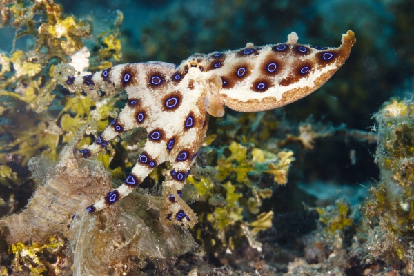 조수 웅덩이나 산호초에서 발견되는 독성이 강한 종. 파란고리 문어. 출처: AdobeStock
