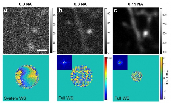 효율적인 파면왜곡 제어를 적용한 쥐 뇌 속 신경세포 이미징. 출처: UNIST