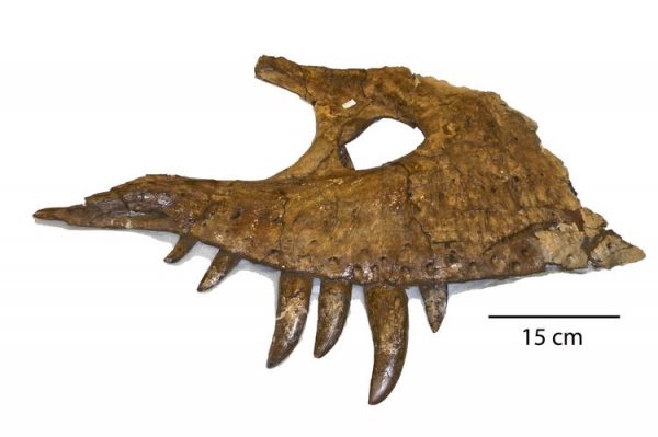 1977년 몬태나주에서 수집한 티라노사우루스 턱뼈 출처: 2011 University of California Museum of Paleontology
