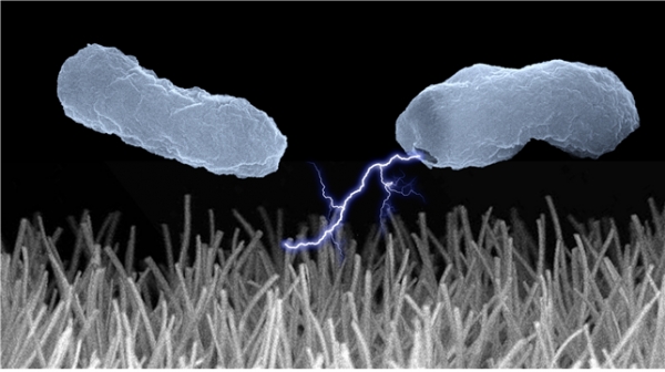 (그림 1) 전기장이 극대화된 나노와이어 근처에서 전기천공법에 의한 박테리아 사멸