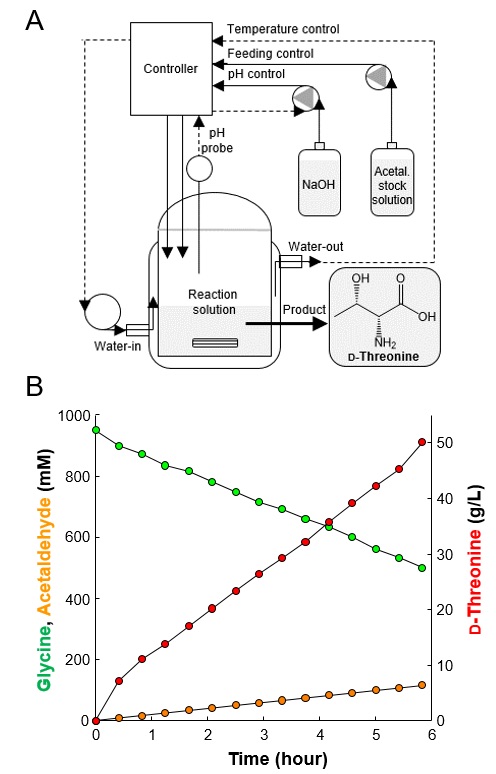 그림 4. 개량 효소를 이용한 고순도 D-트레오닌 생산A)는 D-트레오닌 생산을 위한 반응기 모식도이다. B)는 A와 같이 설치된 반응기에서 기질인 글리신과 아세트알데히드로부터 D-트레오닌이 생산되는 것을 시간별로 측정한 결과이다.