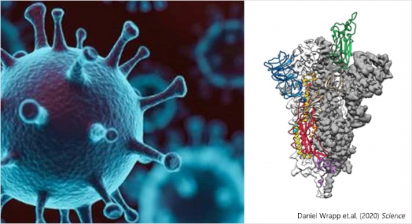 크라이오템 영상분석 자료. (왼쪽) 코로나19 바이러스의 3차원 가상모델 / (오른쪽) 코로나19 바이러스의 돌기(스파이크 단백질)를 크라이오템(Cryo TEM)으로 영상분석해 얻은 원자수준의 3차원 단백질 구조 지도.
