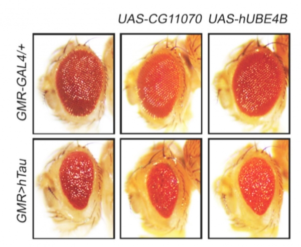 초파리 눈에서 UBE4B에 의한 타우단백질의 독성완화 관찰, UBE4B 유전자가 타우단백질에 의한 초파리 눈의 손상을 회복시킴