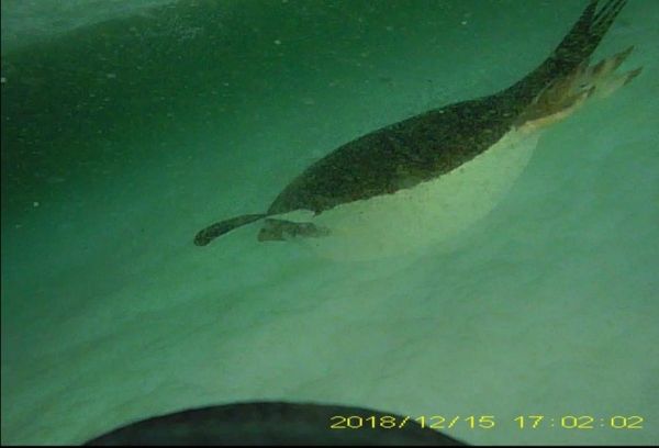 난센빙붕 붕괴 후 노출된 바다에서 사냥 중인 아델리펭귄 (2018.12.15. 펭귄에 부착된 카메라로 촬영됨). 출처 : 극지연구소