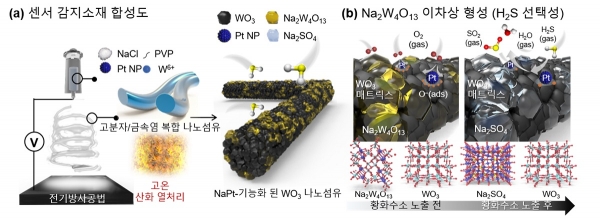 (a) 나트륨과 백금 촉매가 기능화된 텅스텐 산화물 나노섬유 합성 모식도. (b) 황화수소 가스에 대한 반응 메커니즘 설명 모식도. 출처 : KAIST