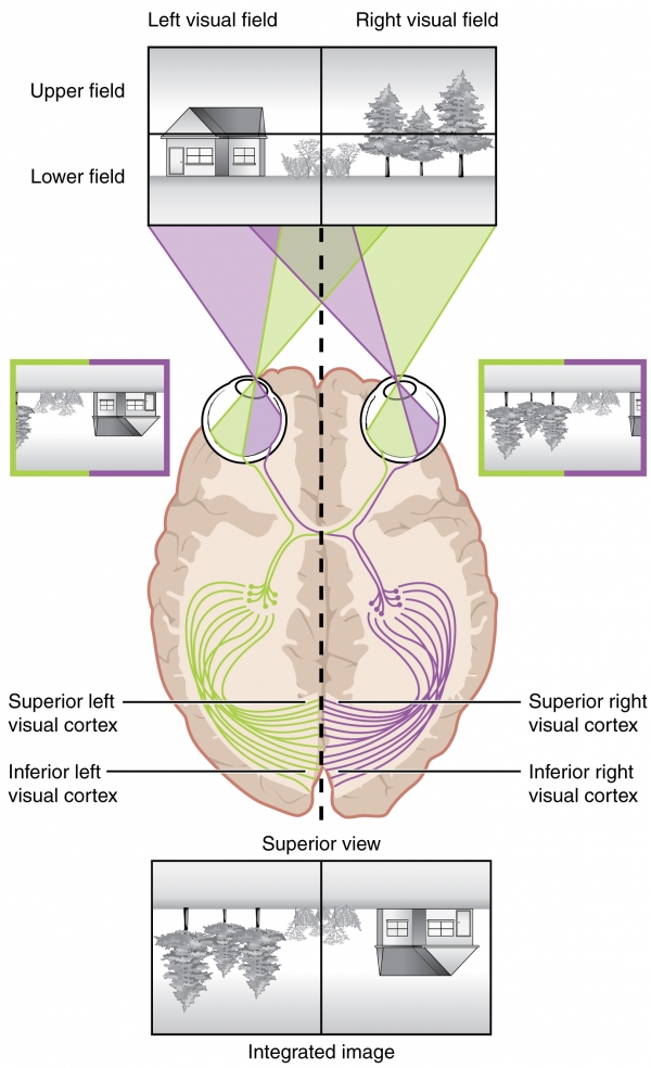 시야의 왼편에 망막신호들은 뇌의 우반구로, 시야의 오른편 신호들은 뇌의 좌반구로. 출처: Wikimedia Commons