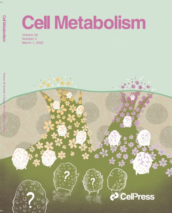 내장지방과 피하지방 줄기세포군의 상이한 운명. 내장지방과 피하지방의 줄기세포군이 지니는 상이한 운명을 갈림길을 통해 표현하였다. (Cell Metabolism 2022년 3월호의 표지 사진)