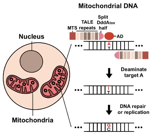 미토콘드리아(mitochondria) 내부로 전달된 TALED가 아데닌(A)의 탈아민화 반응을 일으켜 이노신(I)으로 바꾼다. 이후 DNA 수선 과정 또는 복제 과정을 거쳐 최종적으로 구아닌(G)로 치환되게 된다. 출처 : 기초과학연구원