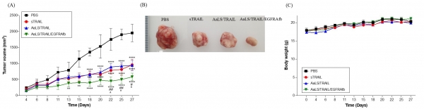 단백질 나노 복합체의 효능을 동물 실험을 통해 확인함(A) 마우스의 종양 크기 그래프를 통해 대조군과 비교하여 개발한 복합체(AaLS/TRAIL/EGFRAfb)가 가장 효과적으로 종양 억제를 할 수 있는 것을 확인함.(B) 실험 군들 간의 실제 종양 크기 비교 사진. (C) 쥐의 몸무게 변화가 크게 없는 것을 통해 단백질 나노 입자의 안정성을 확인함. 출처 : UNIST