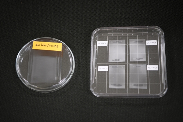 실리콘 고분자(PDMS) 기판과 페트(PET) 기판에 전사한 주름 그래핀. 출처 : KRISS